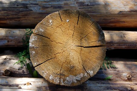 Felling trees balance beam photo