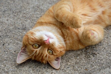 Red cat crawl gatto