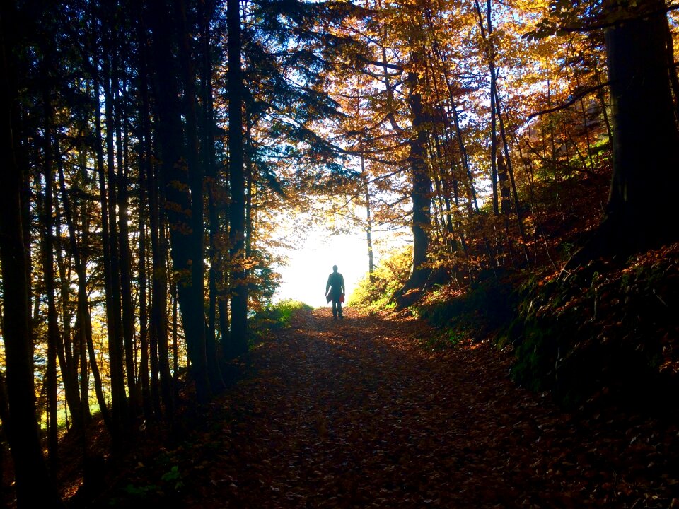 Shadow leaves nature