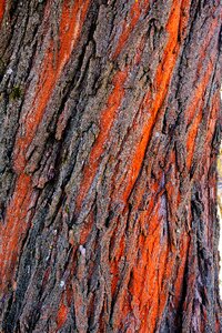 Tribe bark nature
