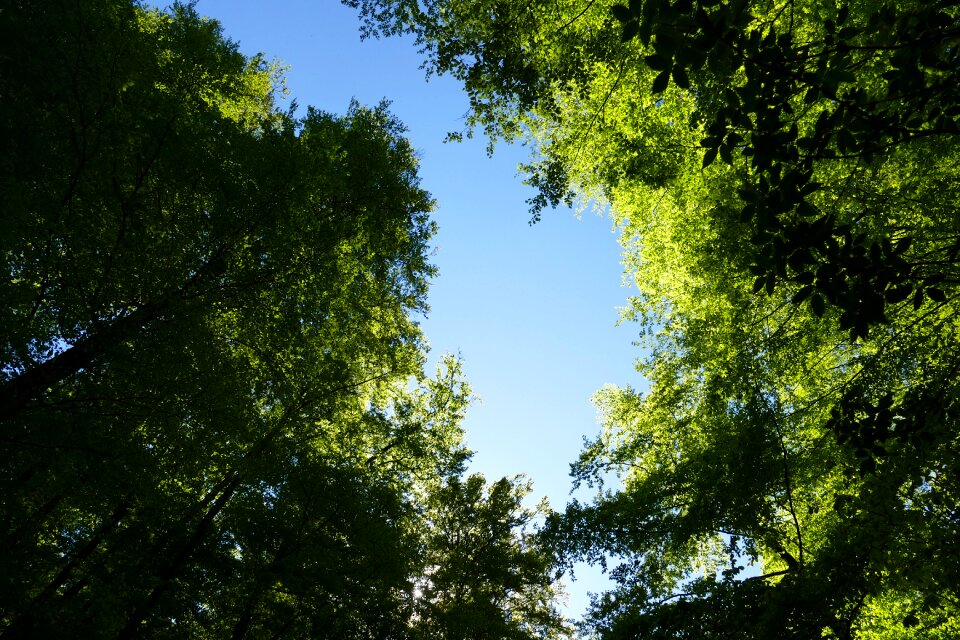 Forest tree nature