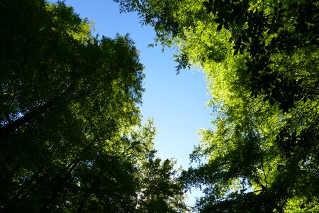 Forest tree nature