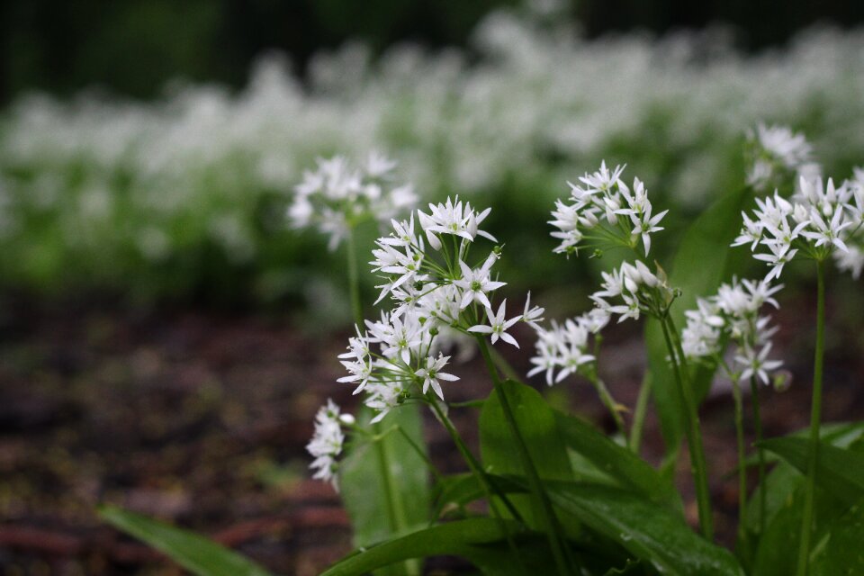 Flower natural green