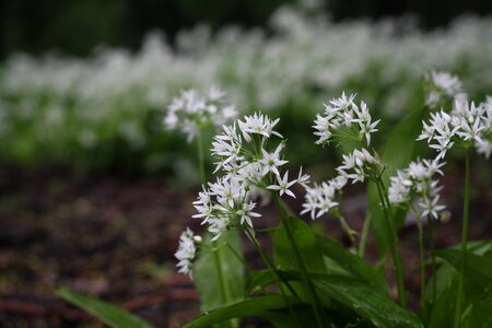 Flower natural green