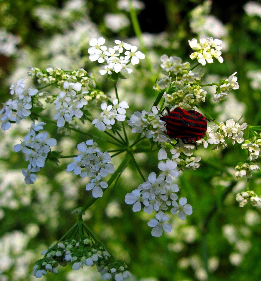 Black red striped articulata