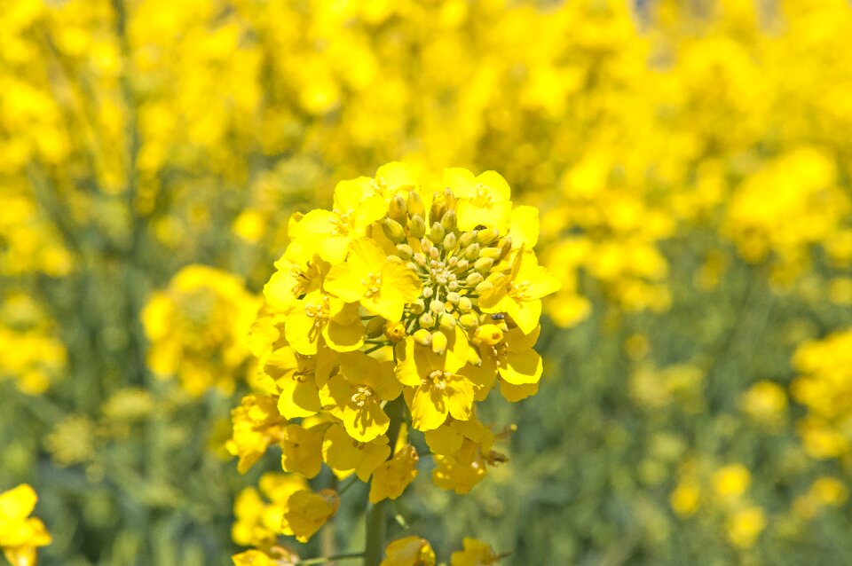Landscapes bed oilseeds