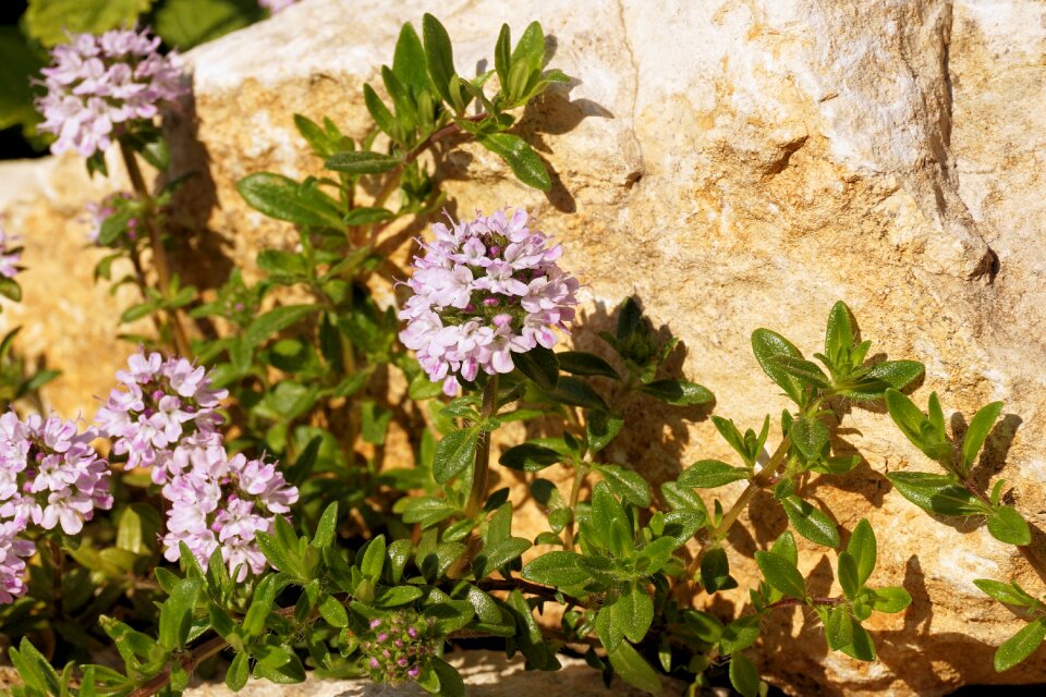 Nature beautiful spring