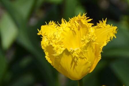 Tulpenbluete blossom bloom photo