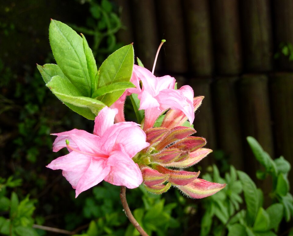 Bloom close up spring photo