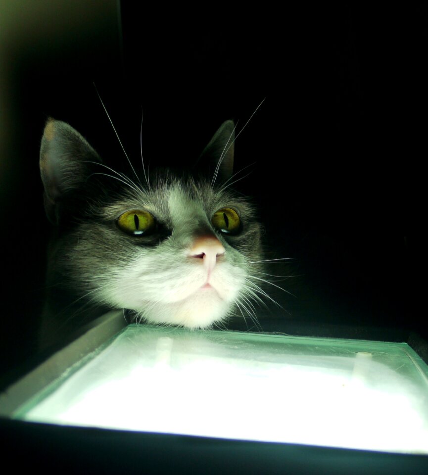 Dark pet street cat