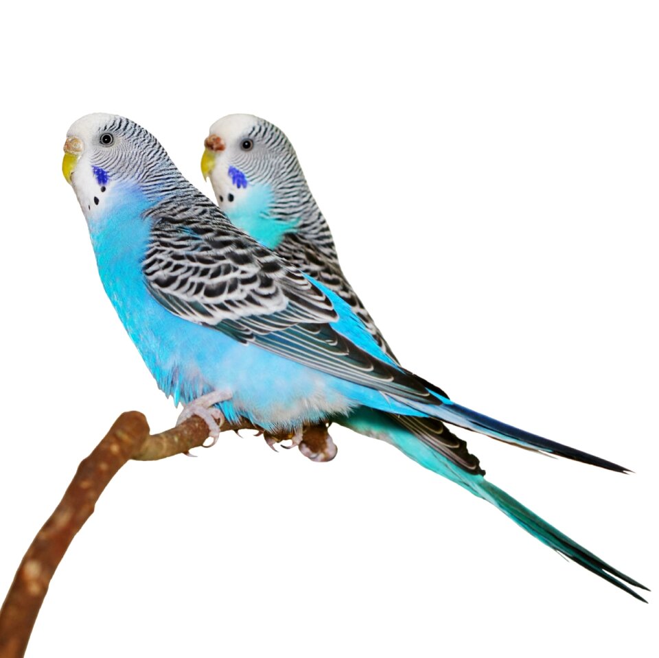 Parakeets stick white background