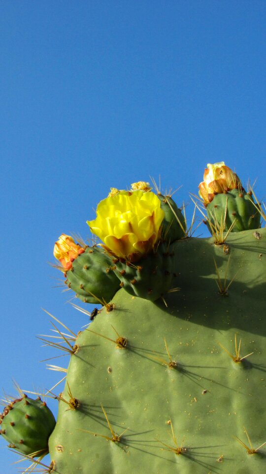Cactus thorns plant
