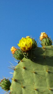 Cactus thorns plant