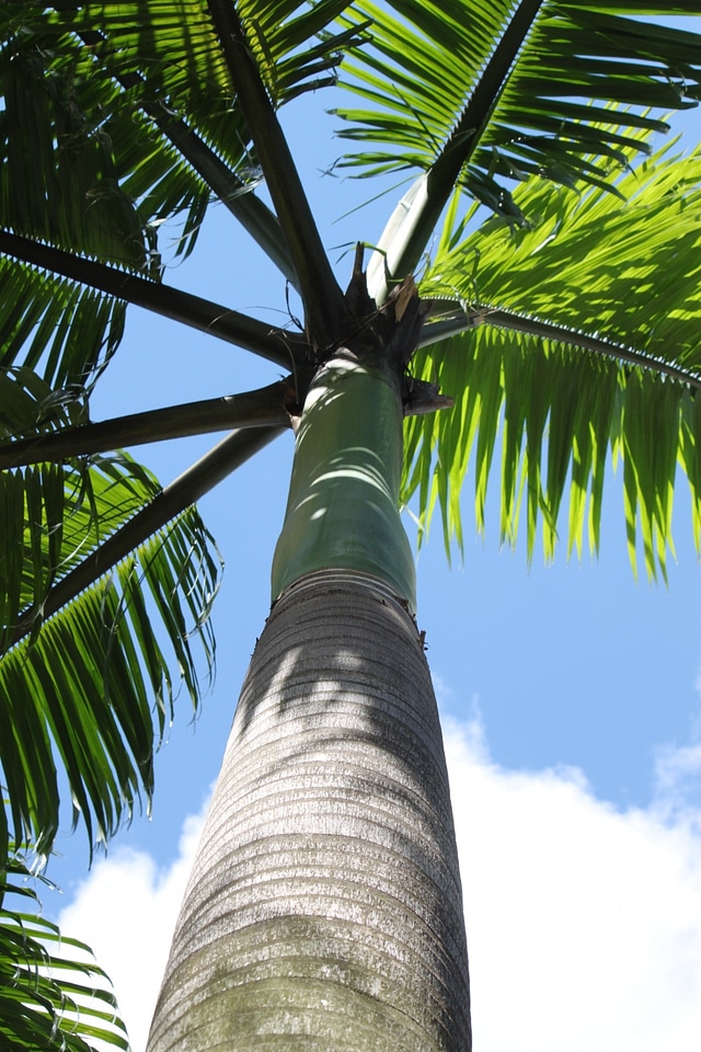 Hawaiian flora looking up
