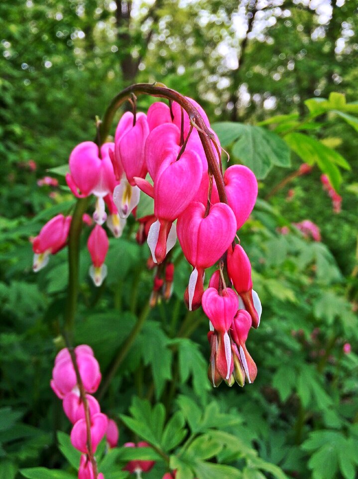 Pink green heart