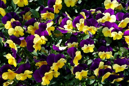 Nature yellow spring