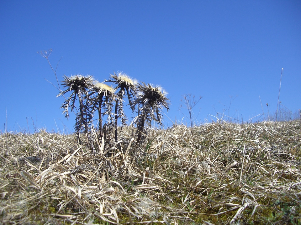 Thistles plant field