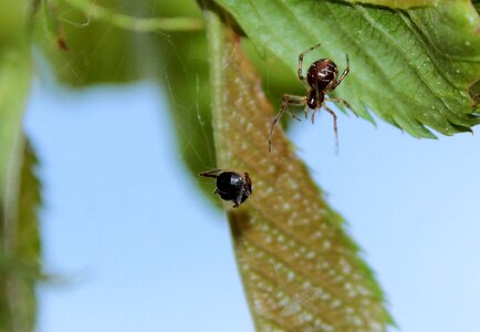 Hypsosinga pygmaea garden spider booty gang