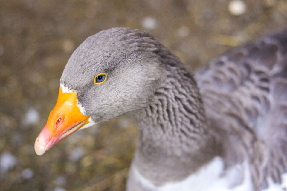 Bill domestic goose eye