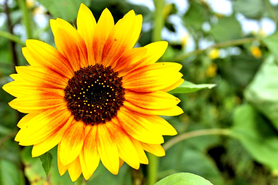Nature summer spring