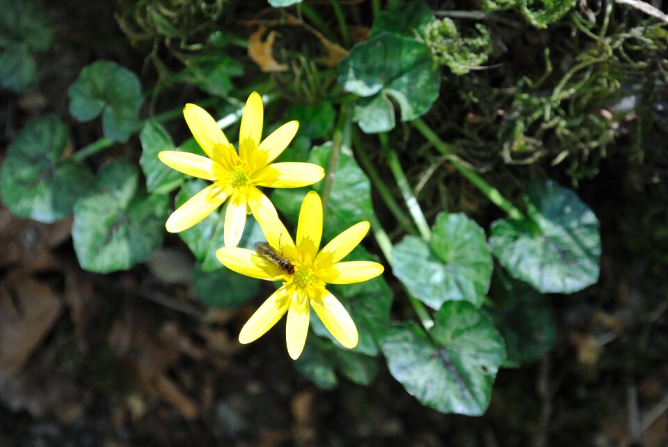 Plant nature flower and bug