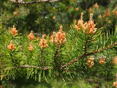 Pine flowers blooming pine conifer