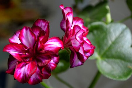 Blossom bloom balcony plant photo