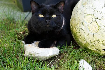 Black animal stone