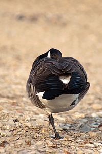 Nature water bird plumage