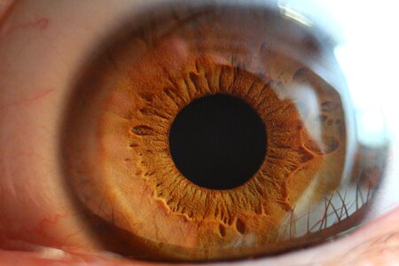 See close up brown
