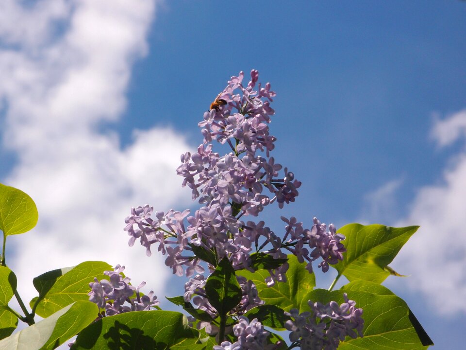 Lilac bush spring may