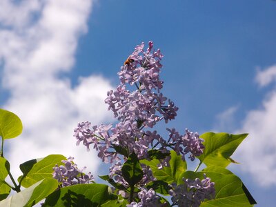 Lilac bush spring may photo