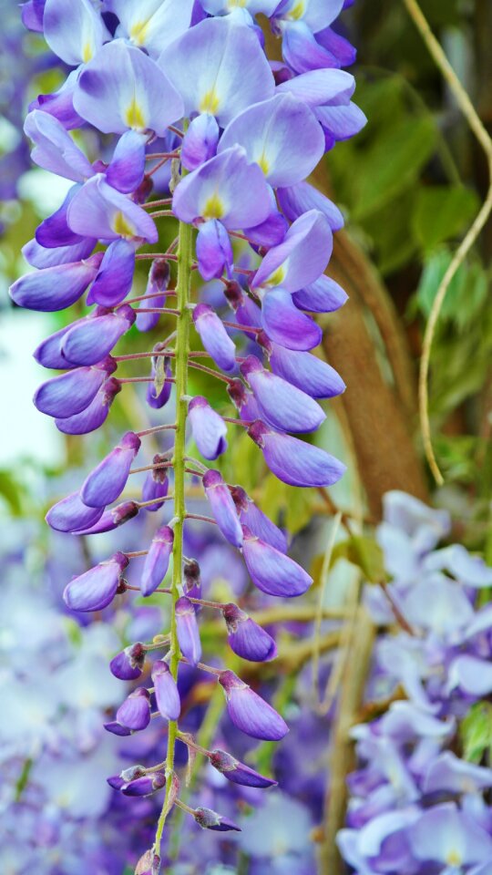 Flower entwine climber plant
