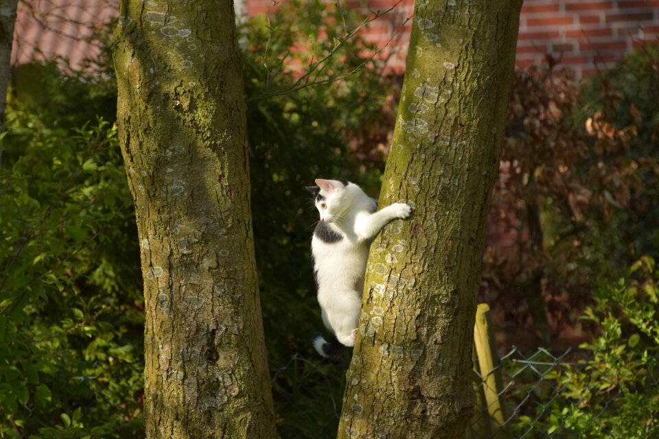 Young cat domestic cat mieze