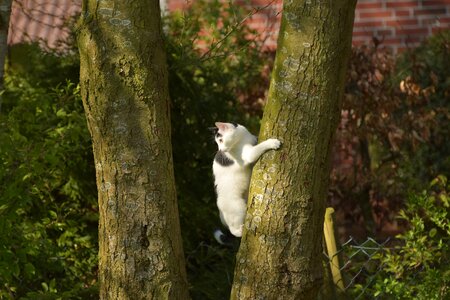 Young cat domestic cat mieze