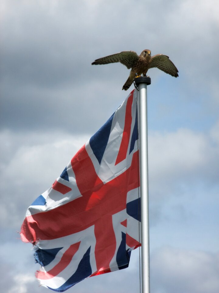 Flag freedom wildlife