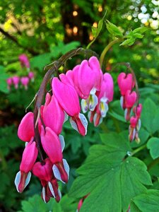 Pink floral blossom