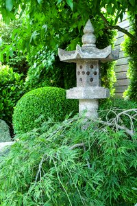 Garden maple boxwood