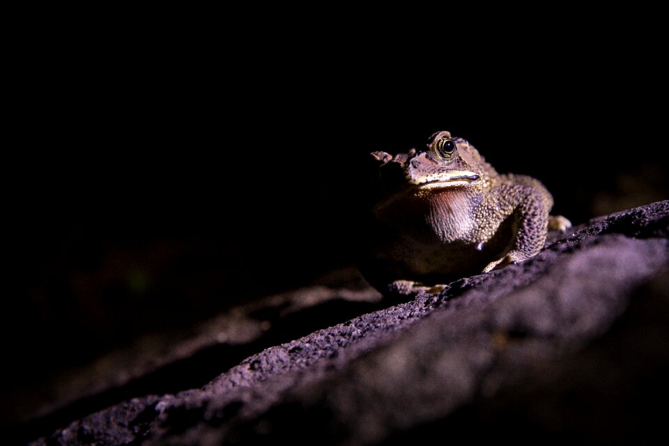 Expensive reptile night