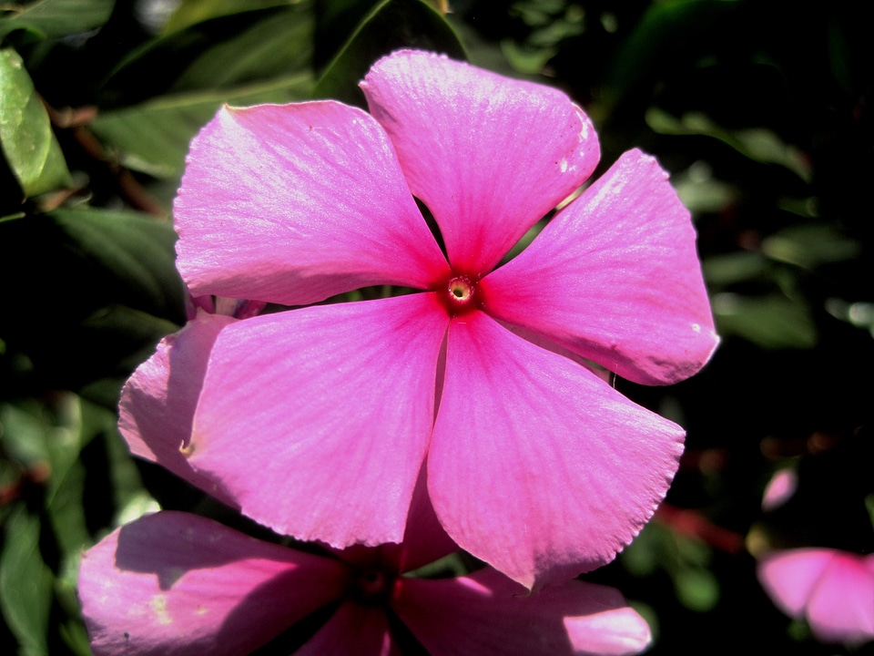 Petals five simple