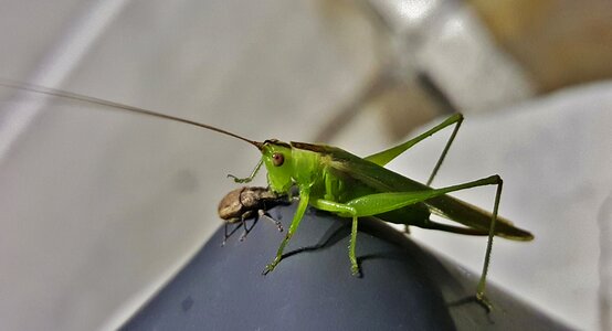 Insect weevil green photo