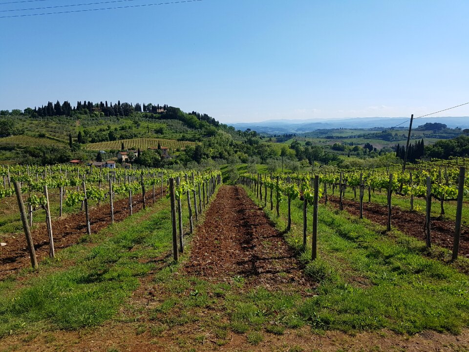 Tuscany landscape wine region
