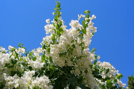 Blue sky green flowers
