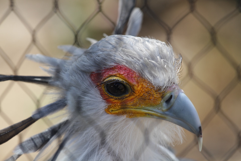 Wings feather wildlife photo