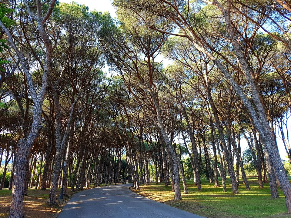 Pine grove park montecatini