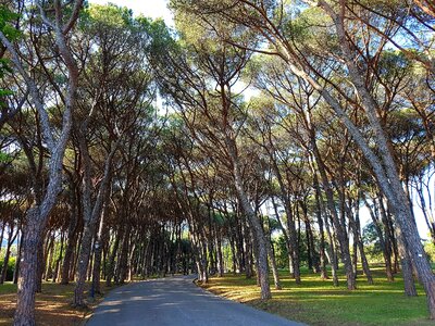 Pine grove park montecatini