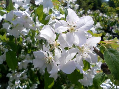 Crab apple tree blossom photo