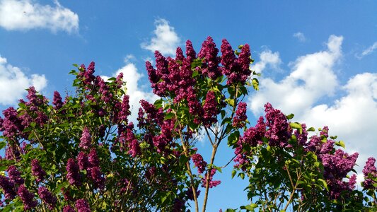 Pentecost lilac sky