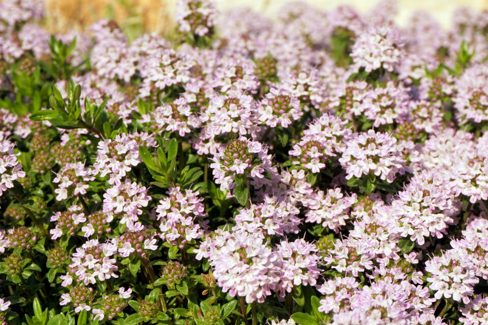 Nature beautiful spring