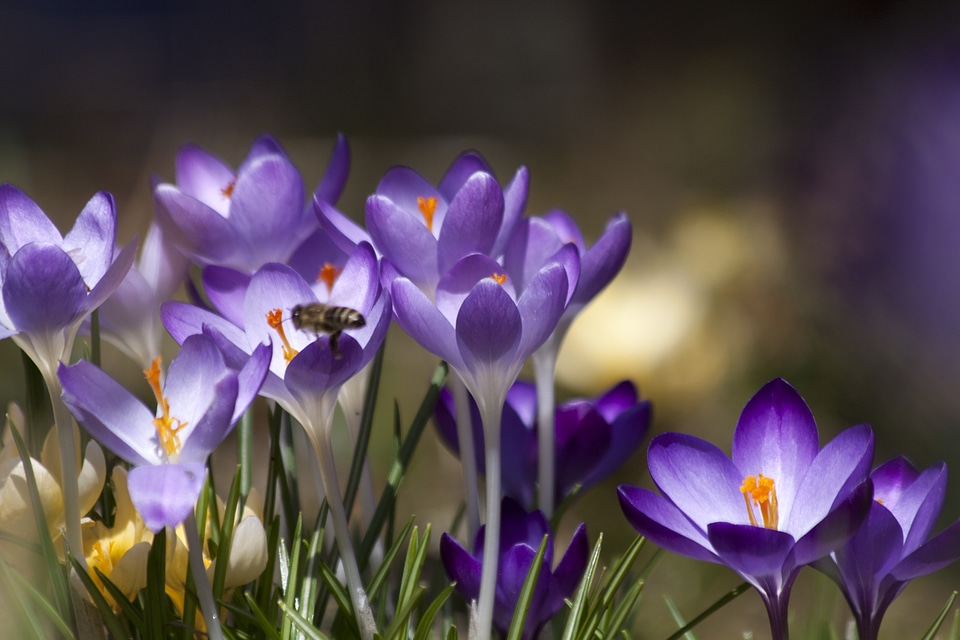 Flowers blossom bloom